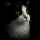 avatar ᴍɪᴛᴄʜ