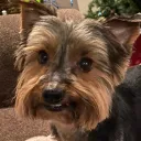 Dog avatar