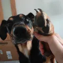 dogwoofyes