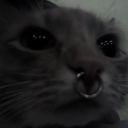 avatar 𑣲₍ ᐢ. .ᐢ₎  ▬ι═ﺤ