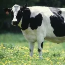 cowdabest