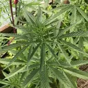 zulfree420