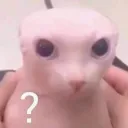 elgatito777 avatar
