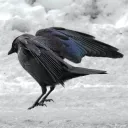 jackthedaw