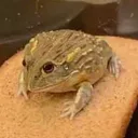 derpthelordofbread