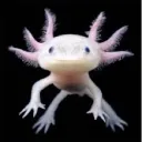 axolotl42