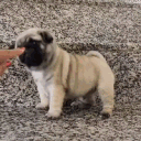 dog.ceo