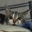 avatar cat?