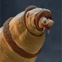 pitwik