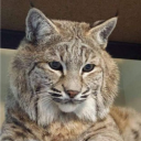 avatar shima (👁ˋ _ ˊ 👁)