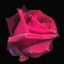 garnetrose00