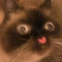 pandziol_