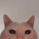 wojtasy