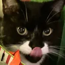 catzilla2018