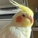 banoffiie