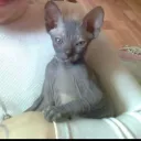 Аватар sadkilkau