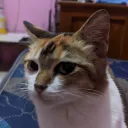 devanaditiya