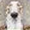 foogwrld