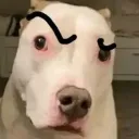 srnoosso
