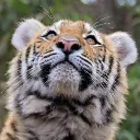 aretiger