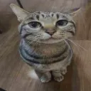 xensam