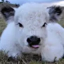 aussiedinosaur