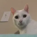 tyler2shit