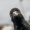 lajsik