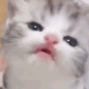 chocobasta