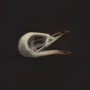 spleenaboi avatar