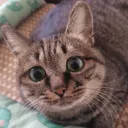 jia_o