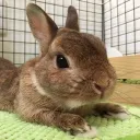 crazy_rabbit_jp