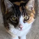 kokonutcat