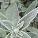 fuzzy_leaf
