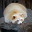 yoboiraccoon