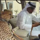 gustavo_br1nd40's Avatar