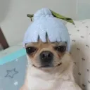 kotatsuxd