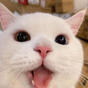 squishoo