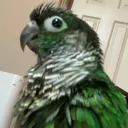 mrgrimreeper