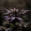 scoped_420