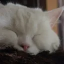 aman_069