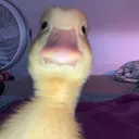 bob_11_