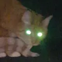 asirkris