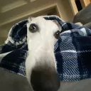 judgebooty_