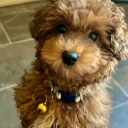 avatar Queen_Snuggles