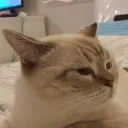 imshizer