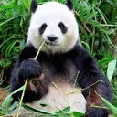 unclepanda_0292