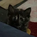 coffin.cutie