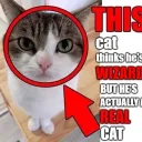 ballcat