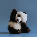 mrpanda1243
